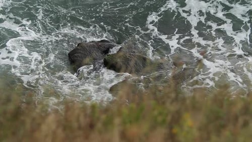 Turbulent se waters with rock in the center of the shot and grass in the foreground.