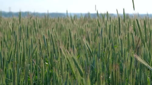 Green Ears of Wheat Swaying in Field Uhd Amazing Nature