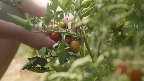 Schöne Nahaufnahme von Bauern, die rote reife Tomaten von einer Pflanze an einem sonnigen Ort von Hand ernten und pflücken