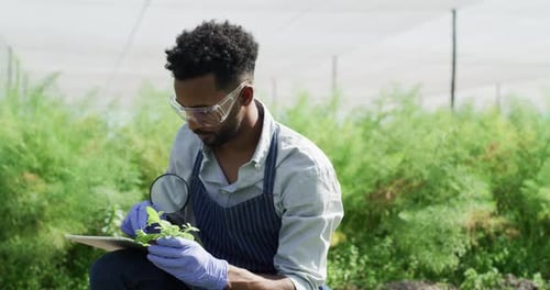 Man, farmer and magnifying glass or tablet, plant science and analyzing growth or development