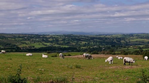 A flock of Sheep grazing. Summer. Powys. Wales.