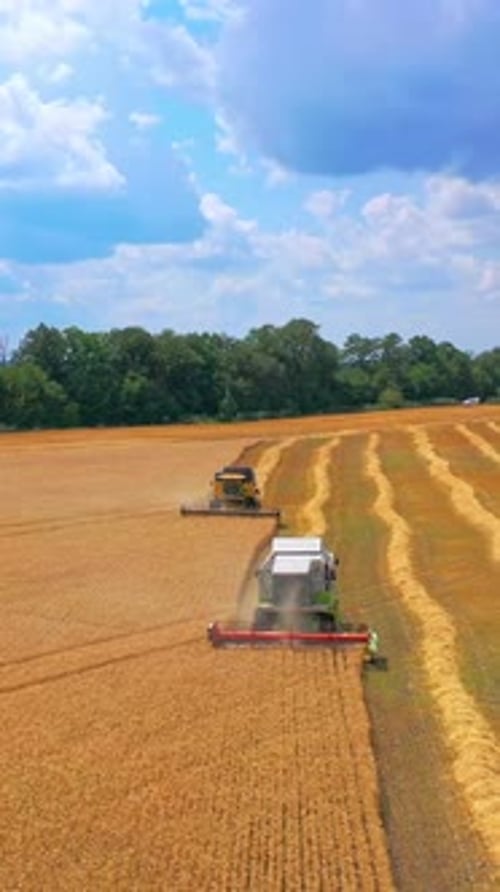 Harvest time. Combine harvester working in a wheat field Vertical video