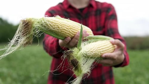 A woman farmer holds fresh organic corn in her hand in an agricultural field. Agricultural industry.
