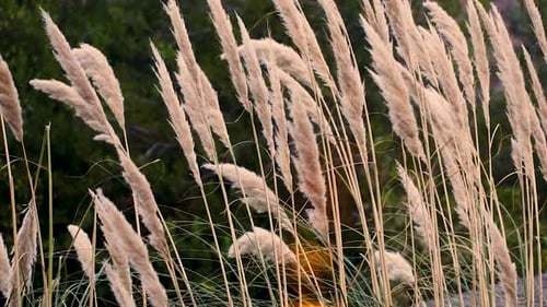Pampas Grass Swaying Gently in Breeze