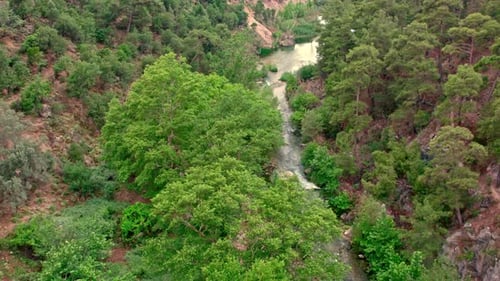 River Stream in Forest