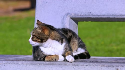 Tabby Cat Resting Peacefully on a Bench