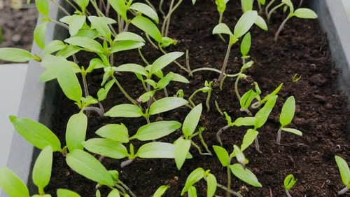Bright Green Seedlings Sprout in Rich Soil