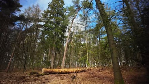 Toter gefällter Baum im grünen Birkenwald mit braunen Blättern, Weitwinkelblick nach vorne