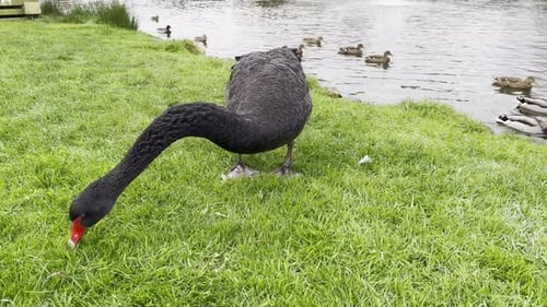 Schöner schwarzer Schwan mit rotem Schnabel, der Gras frisst, Nahaufnahme