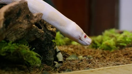 Albino Snake Moving Through Nature Habitat