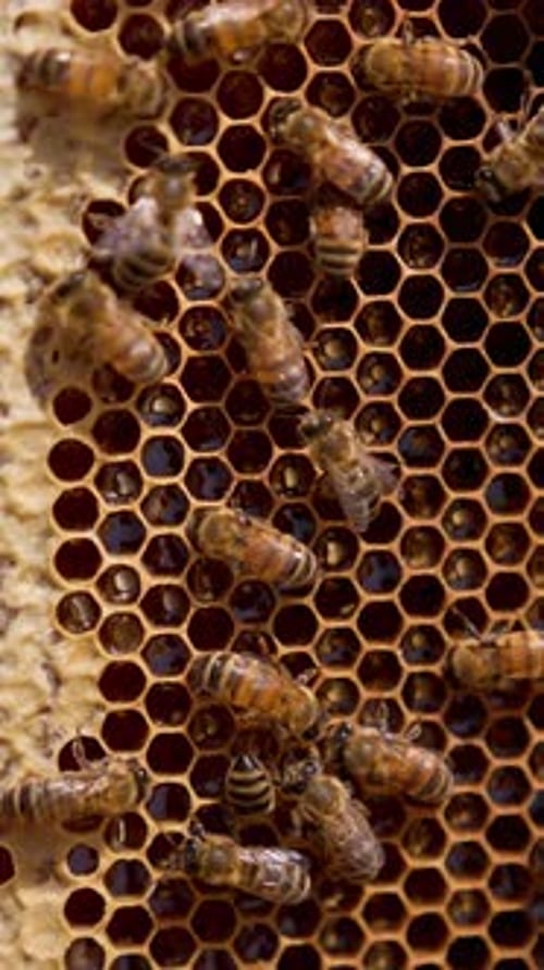 Bees on Honeycomb Close Up