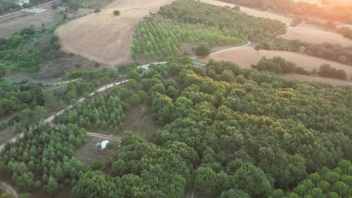 Aerial Green Forest