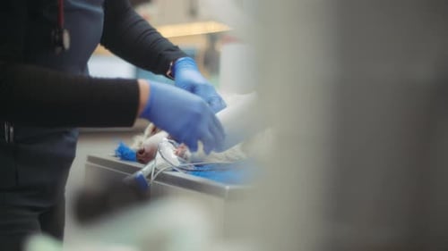 A vet doctor performing a dental surgery on a dog
