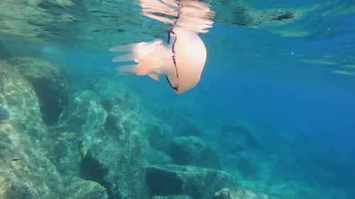 big beautiful jellyfish floats at the very surface of the water