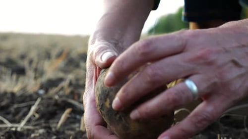 Female Hands of Agronomist Picking Potato at Field on Summer Day Adult Arms of a Farmer Examining