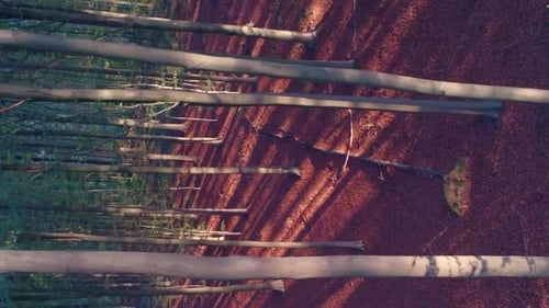 Gorgeous sunrise over the green and brown forest, vertical aerial video