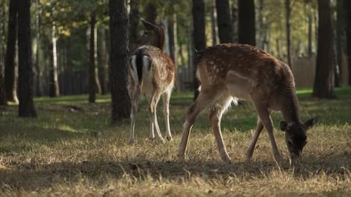 Two Whitetail spotted roe deer eating dry grass in the forest slow motion. Young true deer grazing