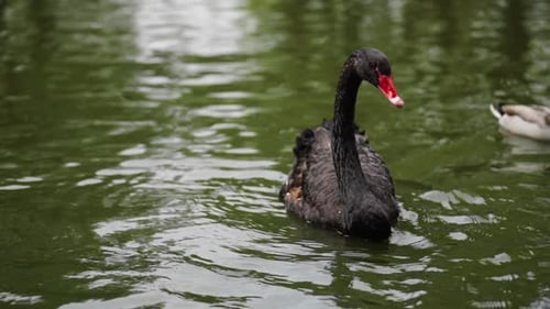 slow-motion of black swan swimming in a pond