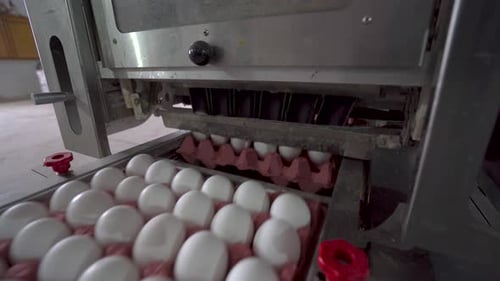 Verpackungstechnologie für Eier in einer Geflügel- und Hühnerfarm 4K