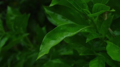 Grünes tropisches Pflanzenblatt bei Regen im Regenwald