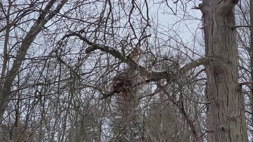 A squirrel is perched on a branch, surrounded by bare winter branches and a nest. The scene captures