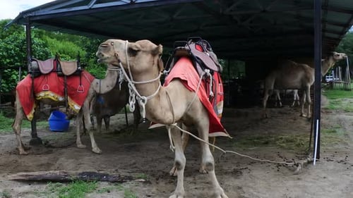 Kamele in Käfigen, die als Transportmittel für Touristen genutzt werden