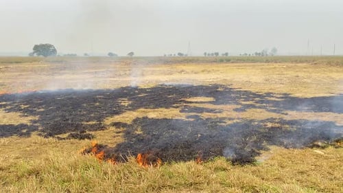 Burning Grass Smoking In A Dry Field. An Ecological Climate Change Disaster.