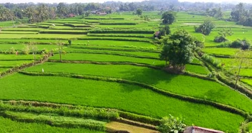 flying over rice terraces in Ubud Bali Indonesia, aerial view fron drone in 4k on a sunny day with v