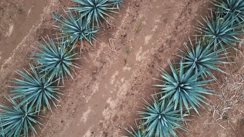 Zenithal image of an agave field in Tequila, Jalisco 1