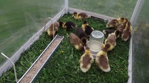 Baby Ducklings Huddle Together Eating in White Enclosure