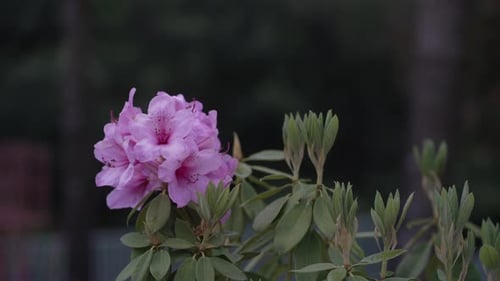 Close-up of a blooming pink rhododendron flower with green leaves against a dark blurred background