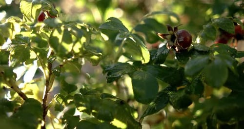 Green Plant with Berries and Water Droplets