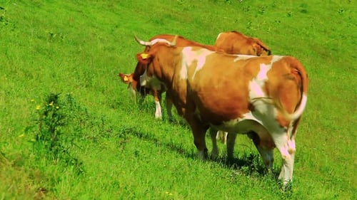 Cows Grazing Peacefully in a Green Meadow