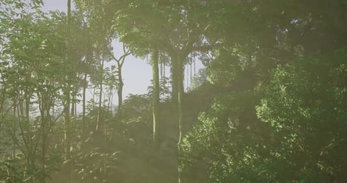 Sunlight Filters Through Lush Greenery in a Vibrant Forest Landscape