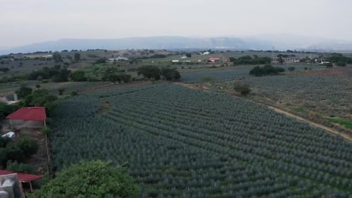 Agave field in Tequila, Mexico 6