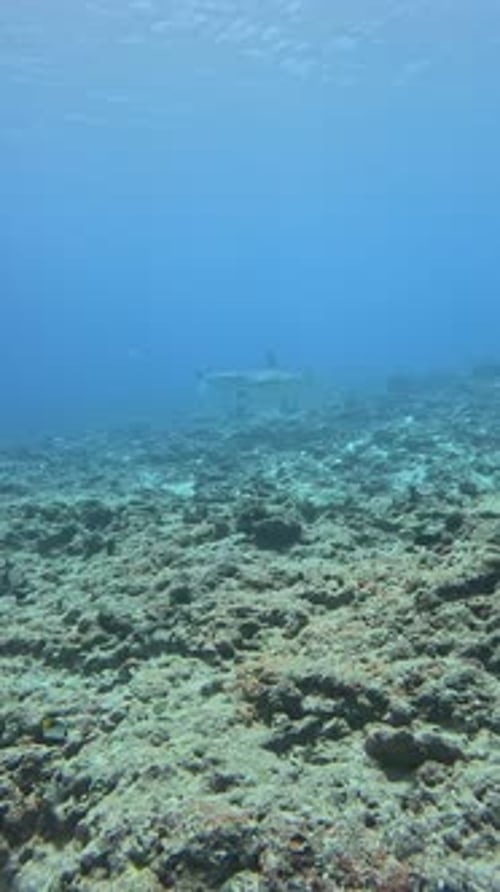Reef Shark Patrolling Tropical Waters