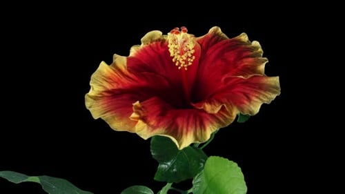 Red Hibiscus Close Its Flower in Time Lapse. Blooming Yellow Plant on a Black Background Wilting