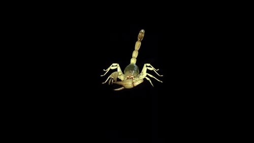 Scorpion Attack