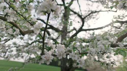 Closeup View of Flowers and Green Leaves on a Blooming Tree and Bees Flying Between the Branches