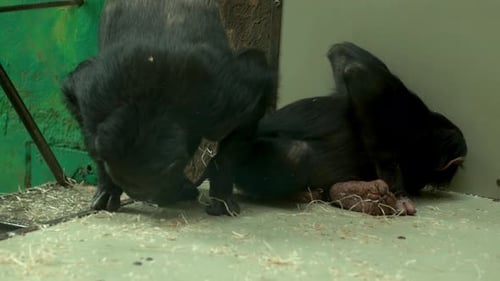 Chimpanzees Sitting On Floor And Eating Behind Glass On Large Shelf