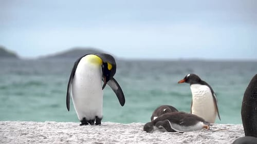 Cámara
lenta cinemática de King Penguins on Beach. Escena paisajística del documental sobre la vida silvestre de Penguin Colony