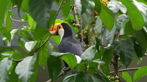 Striking Toucan Perched in a Tropical Tree