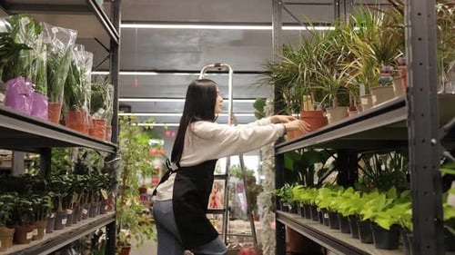 Florist Arranging Potted Plants on Shelves
