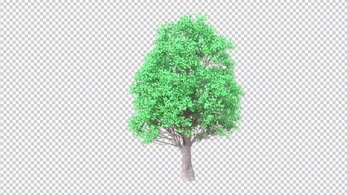 Animated Green Tree Swaying with Transparent Background