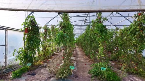 Rows of Tomato Plants Growing Inside Greenhouse
