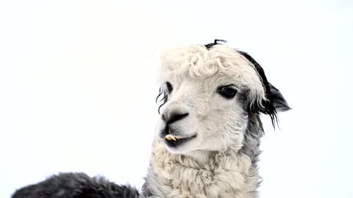 Close Up of Llama Alpaca on White Snow Winter Background