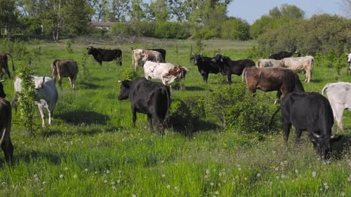 Cows Graze on a Farm Pasture