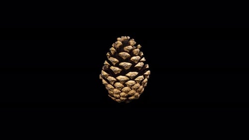 Pinecone Rotating on Black Background