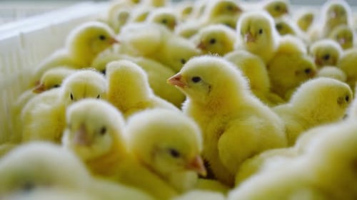Slow Motion Yellow Baby Chicks in Poultry Farm Hatchery, agriculture industry