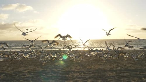 Seagulls on Beach at Sunset Tracking